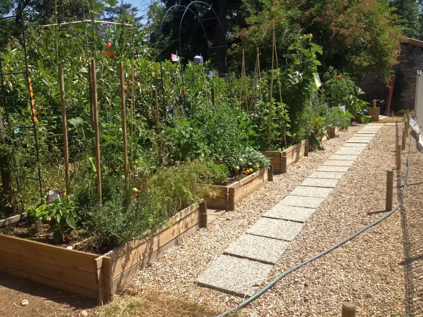 Allée de potagers en carrés Allée de potagers en carrés