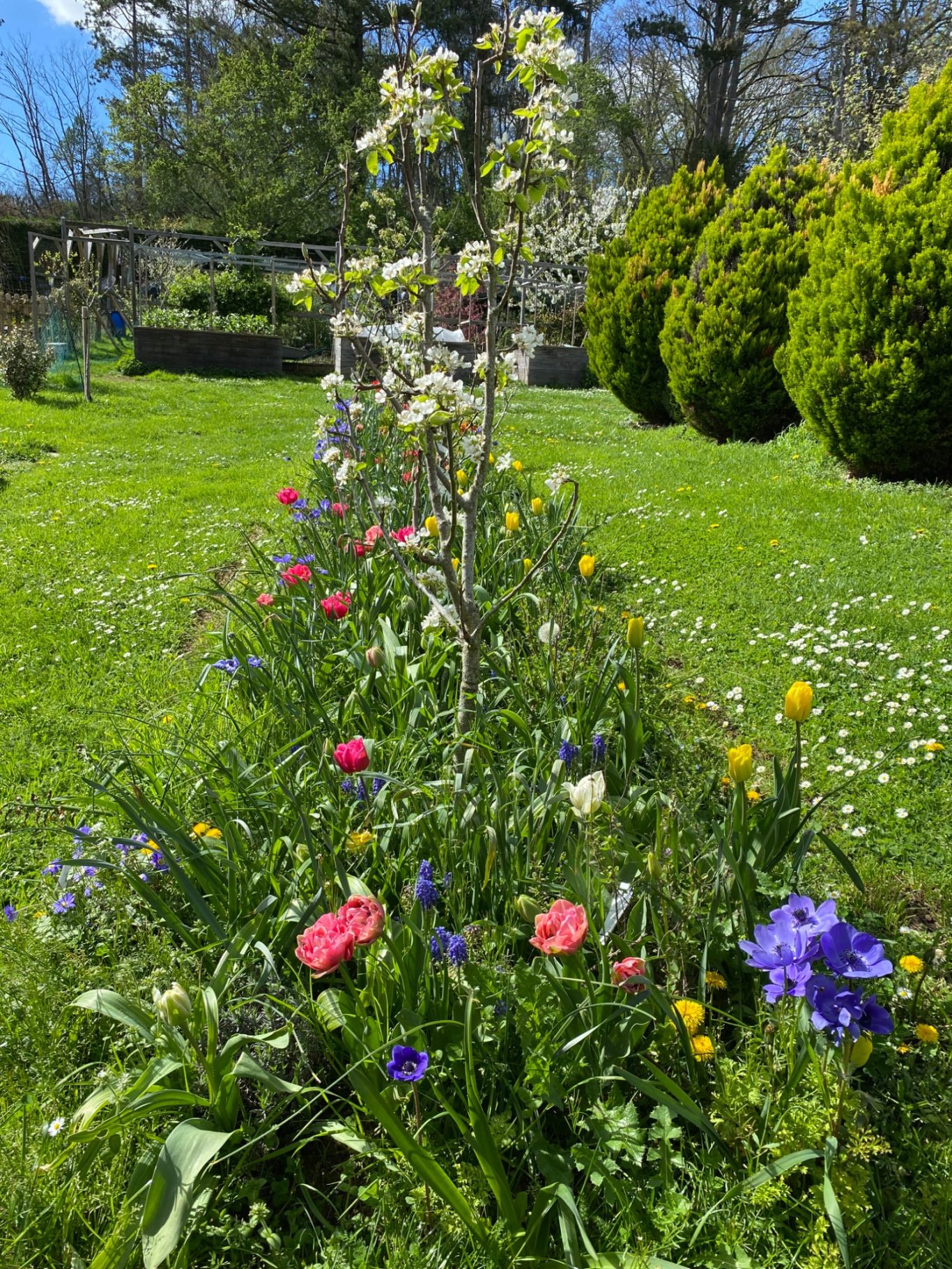 Les tulipes au printemps