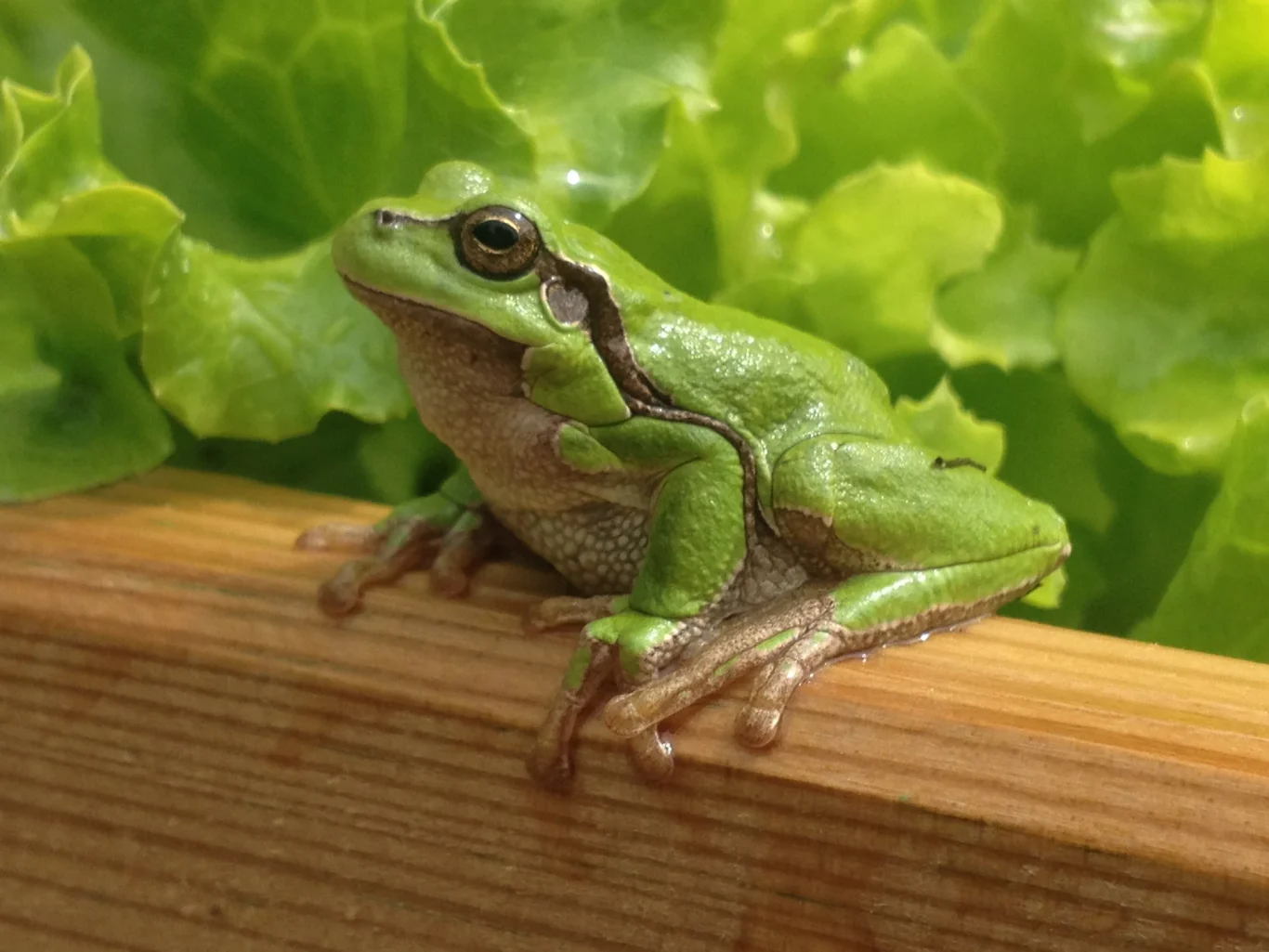 Les grenouilles sont nombreuses Les grenouilles sont nombreuses