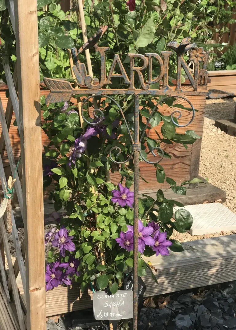 Les clématites au jardin Les clématites au jardin