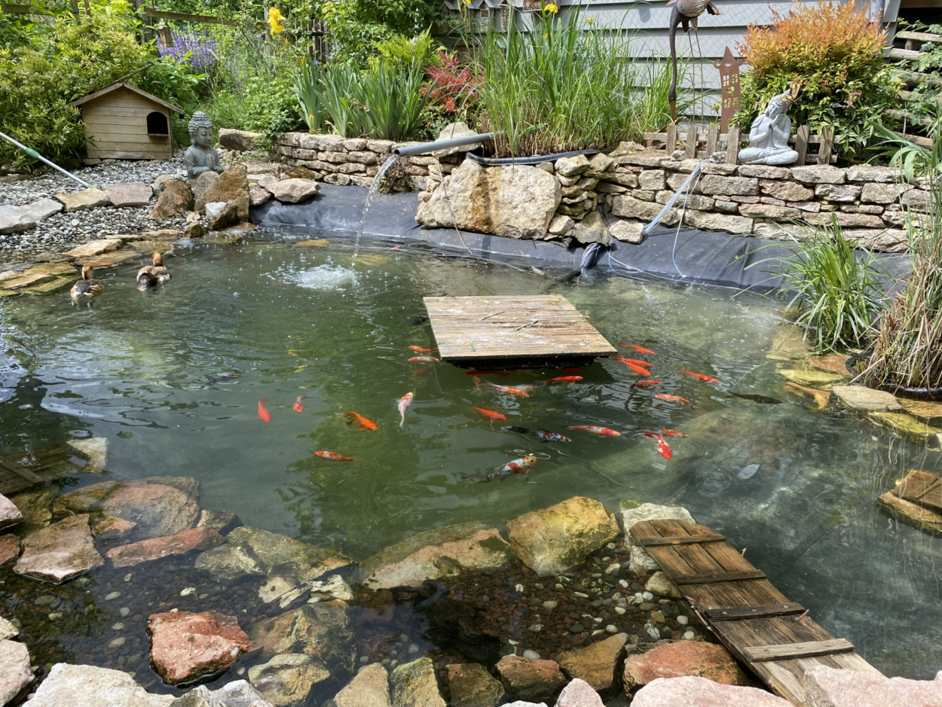 Le bassin des canards.. et ses poissons