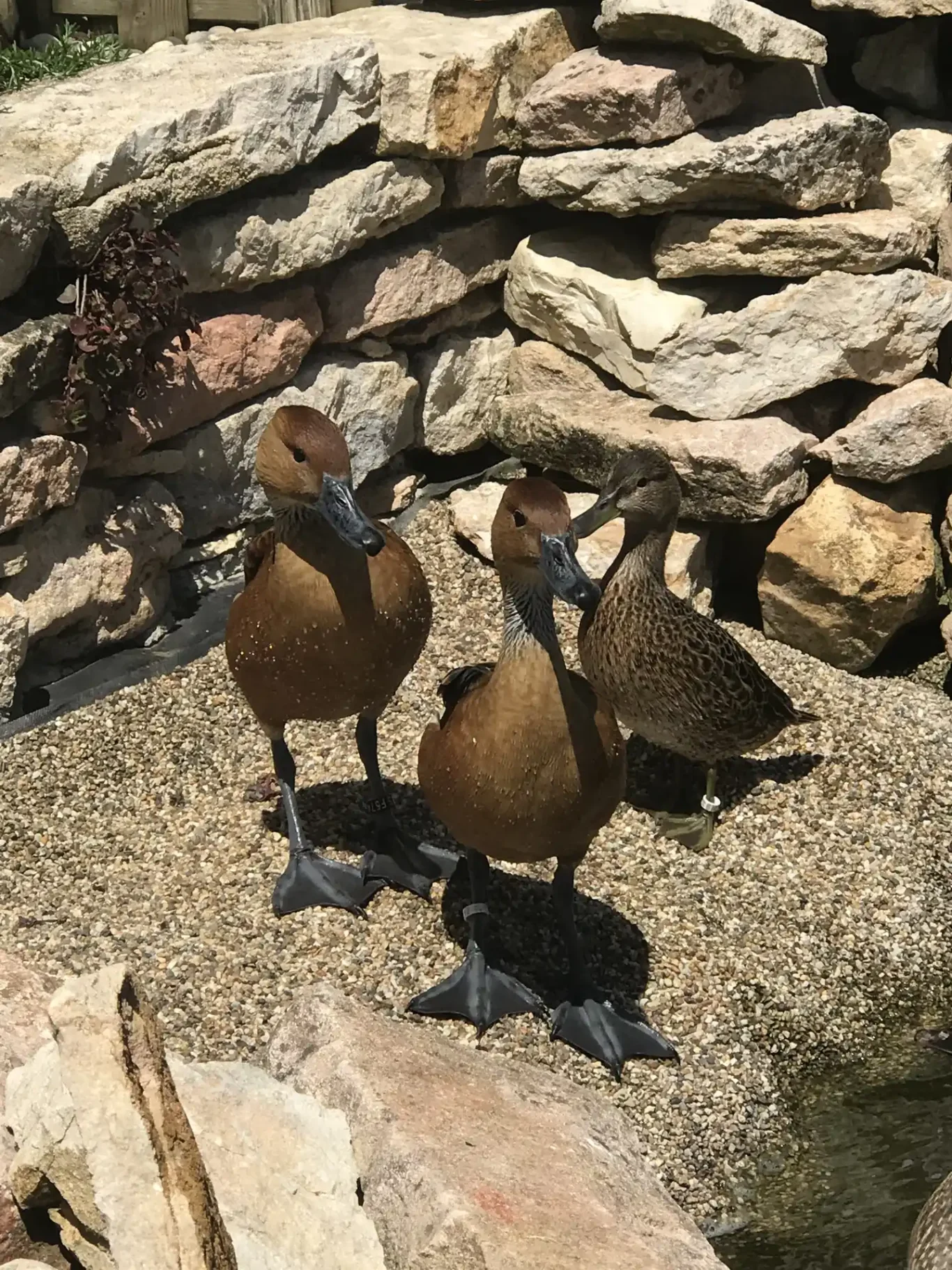 Canards Dentrocygnes Canards Dentrocygnes