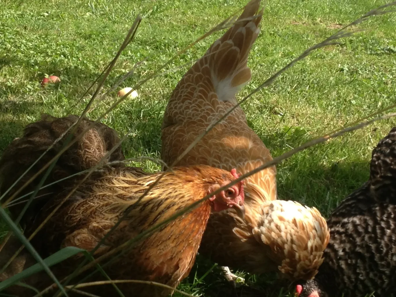 Poules en liberté avec leurs poussins dans le jardin Poules en liberté avec leurs poussins dans le jardin