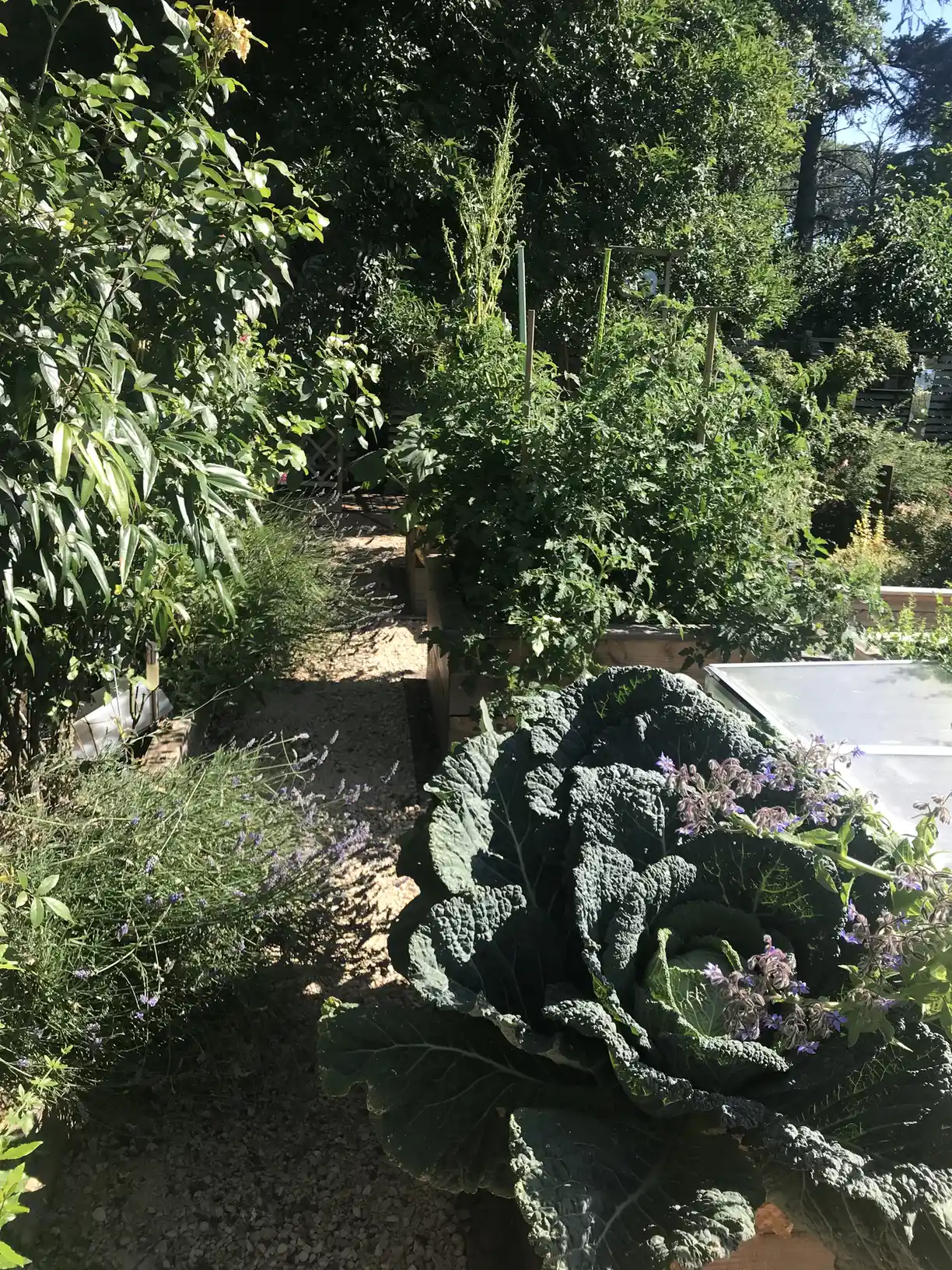 Allée potagère et fleurie Allée potagère et fleurie