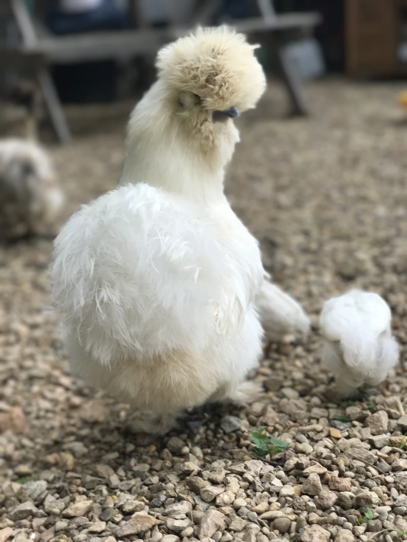Poule soie et ses poussins Poule soie et ses poussins