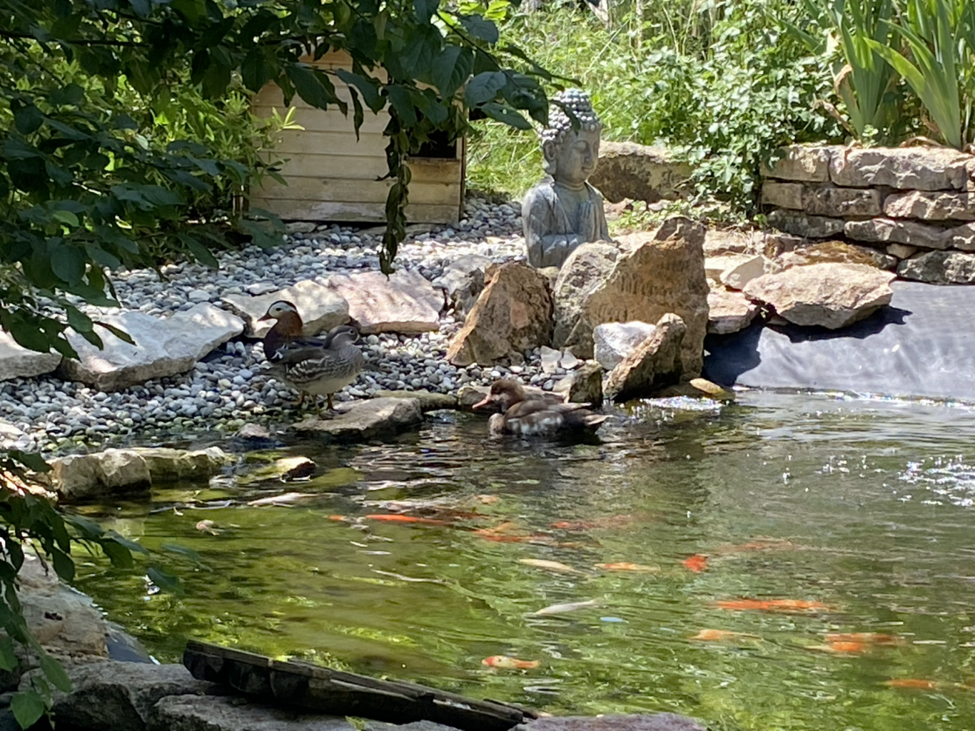 Le bassin des canards.. et ses poissons