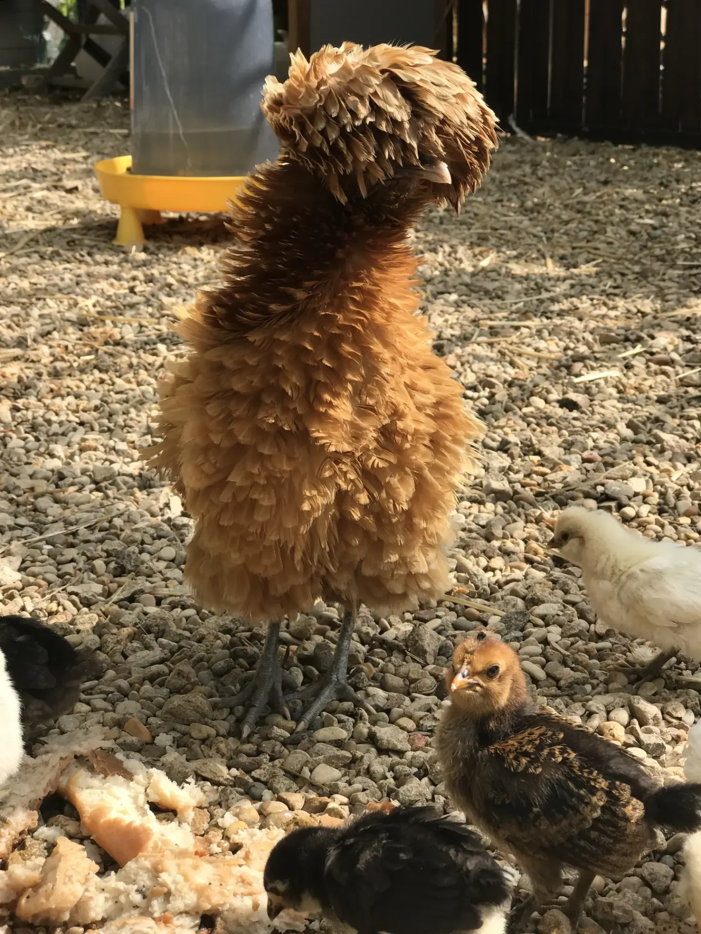 Padoue frisée et ses poussins Padoue frisée et ses poussins
