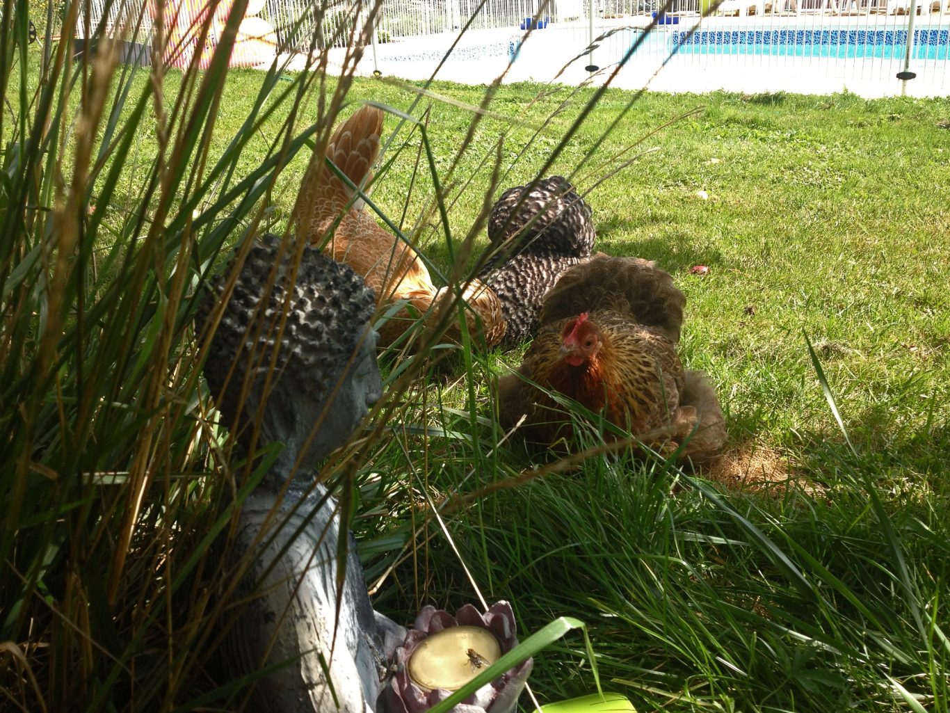 Les poulettes d'ornement