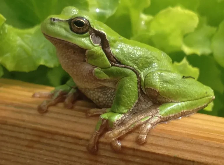 La biodiversité au jardin